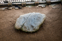Plymouth Rock