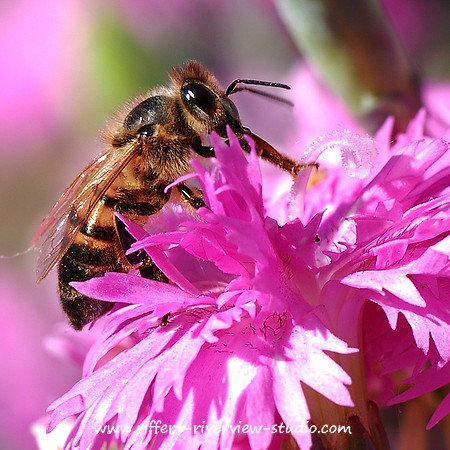 Honeybee